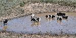 Разград - село Свещари - стадо във водоем