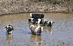 Разград - село Свещари - стадо във водоем