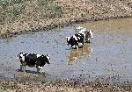 Разград - село Свещари - стадо във водоем