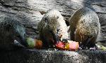 Варна - Лятно меню за животните