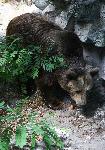 Варна - Лятно меню за животните