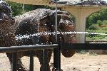 София - Зоопарк - къпане на животни