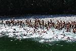 Варна  -  267 участника от 6 страни но плувния маратон