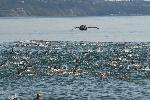 Варна  - 267 участника от 6 държави  на плувния маратон