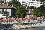 Варна  - 267 участника от 6 държави  на плувния маратон