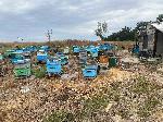 Близо килограм сух канабис е намерен скрит в кошери в карнобатско село