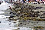 Водорасли налазиха плажа в Бургас