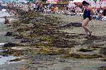 Бургас - Купища водорасли по Северния плаж