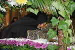 БУРГАС - Тържествено посрещане на Свещения Пояс на Пресвета Богородица