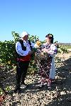 село Свирачи - Гроздобер