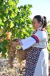 село Свирачи - Гроздобер