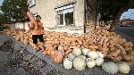 Горски извор - Кралят на тиквата