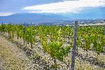Мелник - село Хърсово - откриване на винарна AYA Estate Vineyards