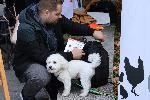 София - Бягане за животни в Борисовата градина
