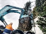 Варна - Преместване на защитени дървета <br />
<br />
 <br />