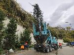 Варна - Преместване на защитени дървета <br />
<br />
 <br />