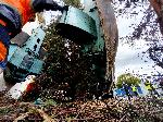 Варна - Преместване на защитени дървета <br />
<br />
 <br />