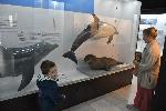 Бургас - Изложба за морето в Природонаучния музей