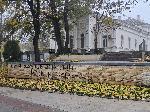 Видин - Десетки отсечени дървета в Крайдунавския парк