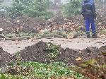Видин - Десетки отсечени дървета в Крайдунавския парк