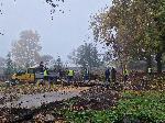 Видин - Десетки отсечени дървета в Крайдунавския парк