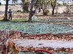 Видин - Десетки отсечени дървета в Крайдунавския парк