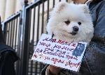 София - Протест срещу насилието над животни