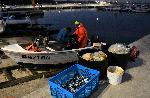 Варна - Едно утро с рибари в навечерието на Никулден