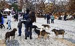 Глутници бездомни кучета допълват атракциите в Коледното градче в Плевен