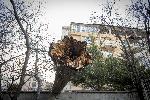 София - Паднало дърво