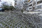 София - Паднало дърво