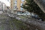 София - Паднало дърво