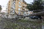 София - Паднало дърво