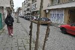 Вандали унищожават новозасадени дръвчета в Бургас