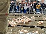 София -  Студенти протестират пред ВСС за оставката на Сарафов