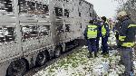 Камион с живи прасета се подпали на пътя Хасково и Димитровград