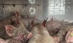 Хасково - Камион с прасета се запали на пътя Хасково-Димитровград