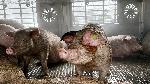 Хасково - Камион с прасета се запали на пътя Хасково-Димитровград