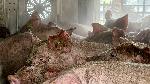 Хасково - Камион с прасета се запали на пътя Хасково-Димитровград