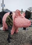 Плевен - Прасето на протестите