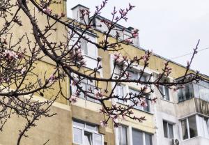 Тополи - Цъфнало дърво