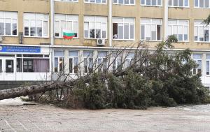 Голямо дърво падна от силния вятър в двора на варненска гимназия