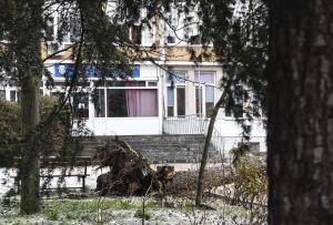 Варна - Паднало дърво в училище