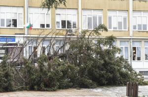 Варна - Паднало дърво в училище