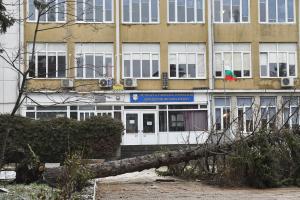 Варна - Паднало дърво в училище