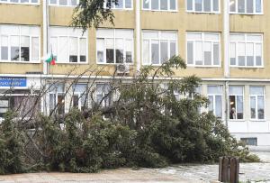 Варна - Паднало дърво в училище