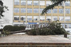 Варна - Паднало дърво в училище