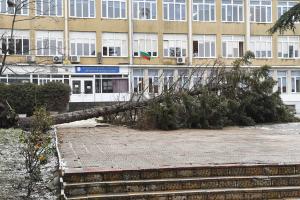 Варна - Паднало дърво в училище