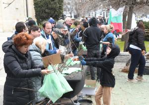 Варна - Огромна опашка за безплатни дръвчета