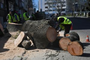 Бургас - Изсичане на 100 г.дървета